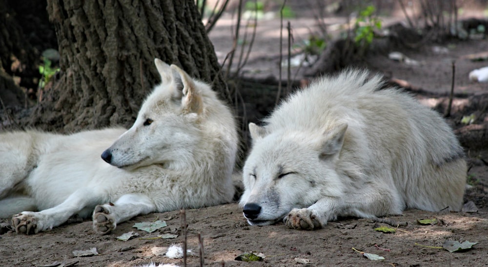 two white dogs lying on soil