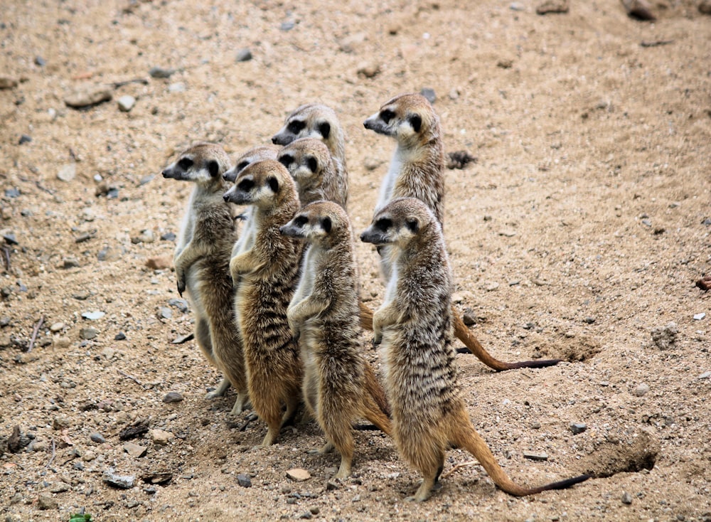 grupo de mapaches