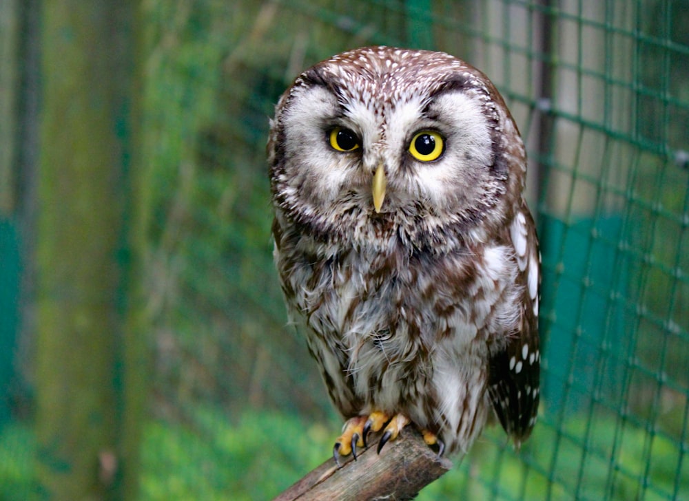 brown and white owl perching