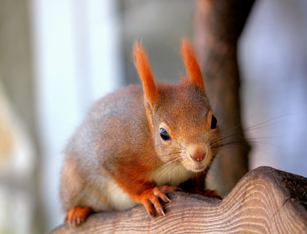 selective focus photo of brown and red rabbit