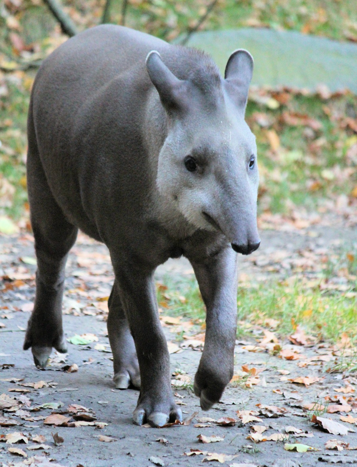 An endangered tapir calf was born in the UK!