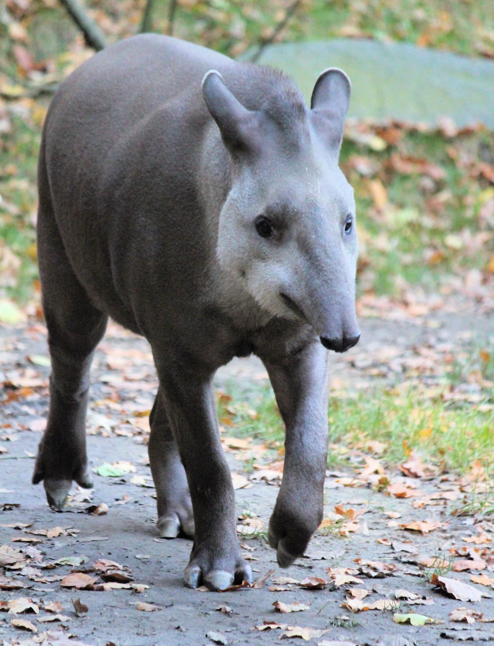 A baby tapir