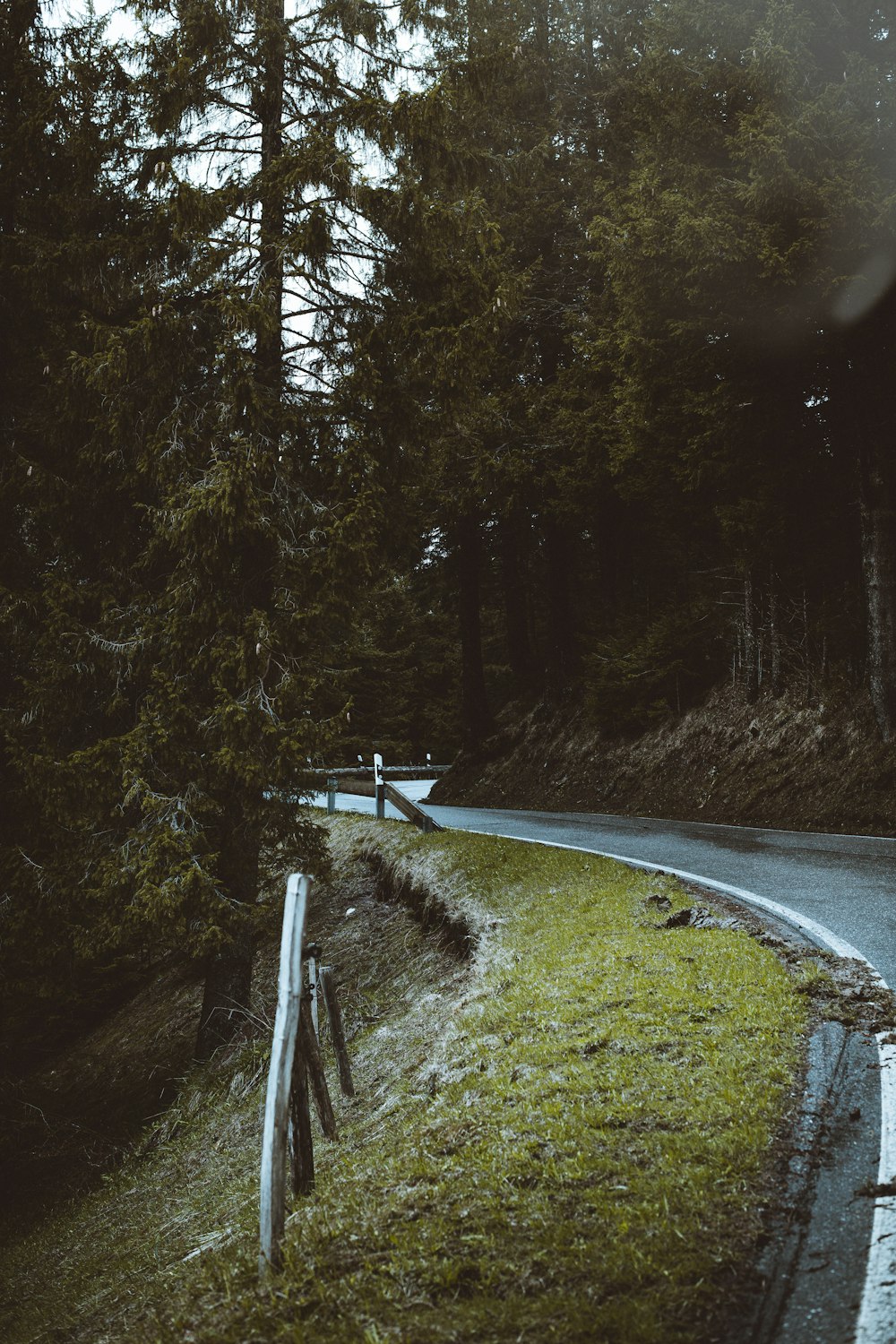 road near trees