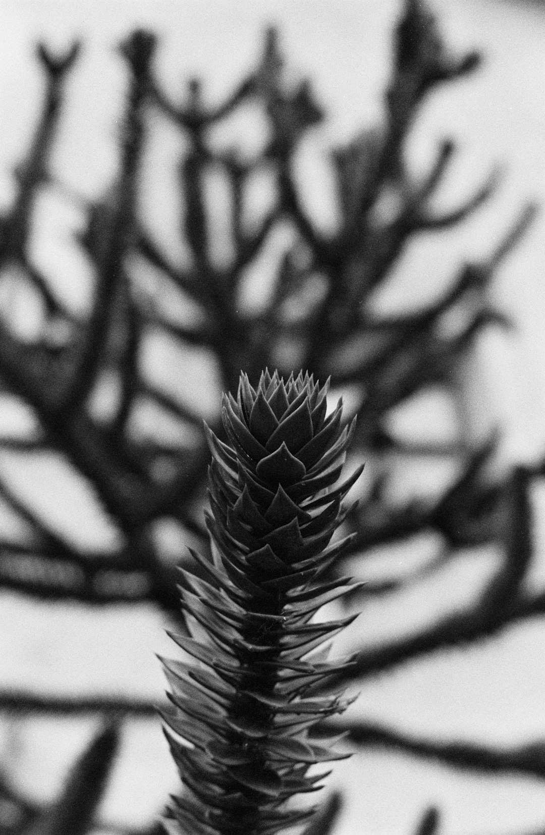 plant stalk in grayscale photo