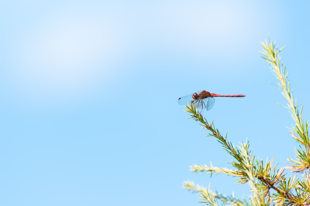 black dragonfly on tree