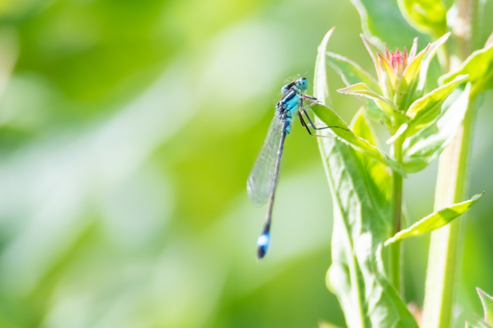 Blaue Libelle auf grünem Blatt