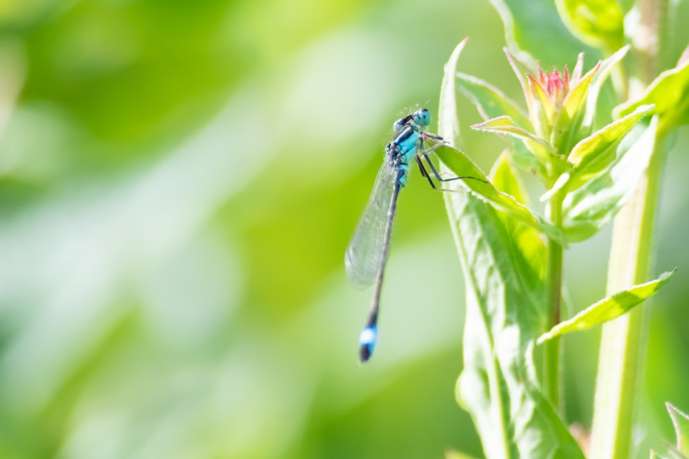 blue dragonfly on green leaf