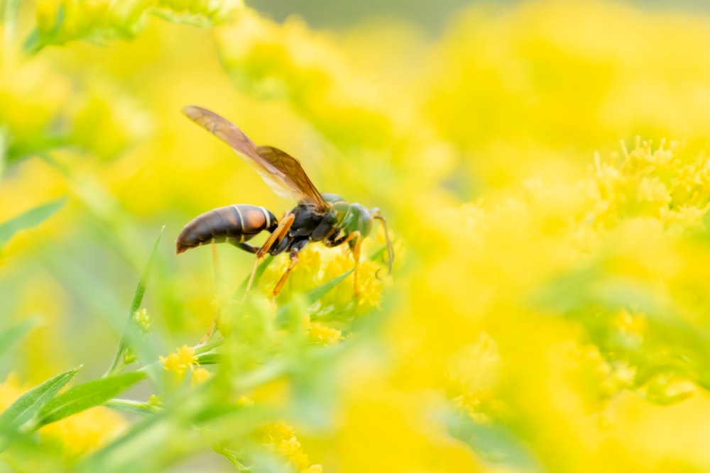 노란 꽃에 자리 잡은 검은 색과 갈색 말벌