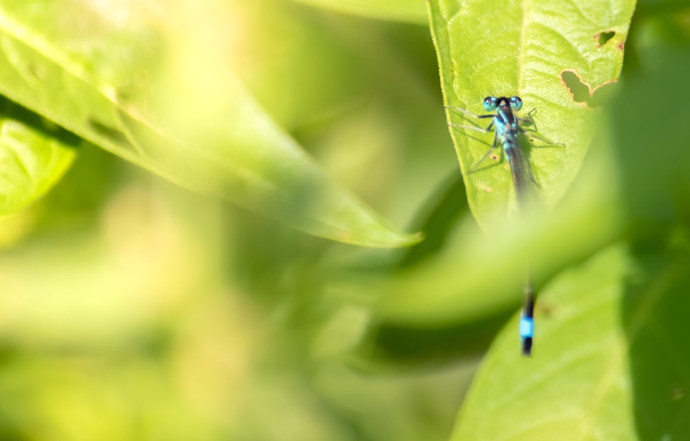 blue dragonfy on leaf