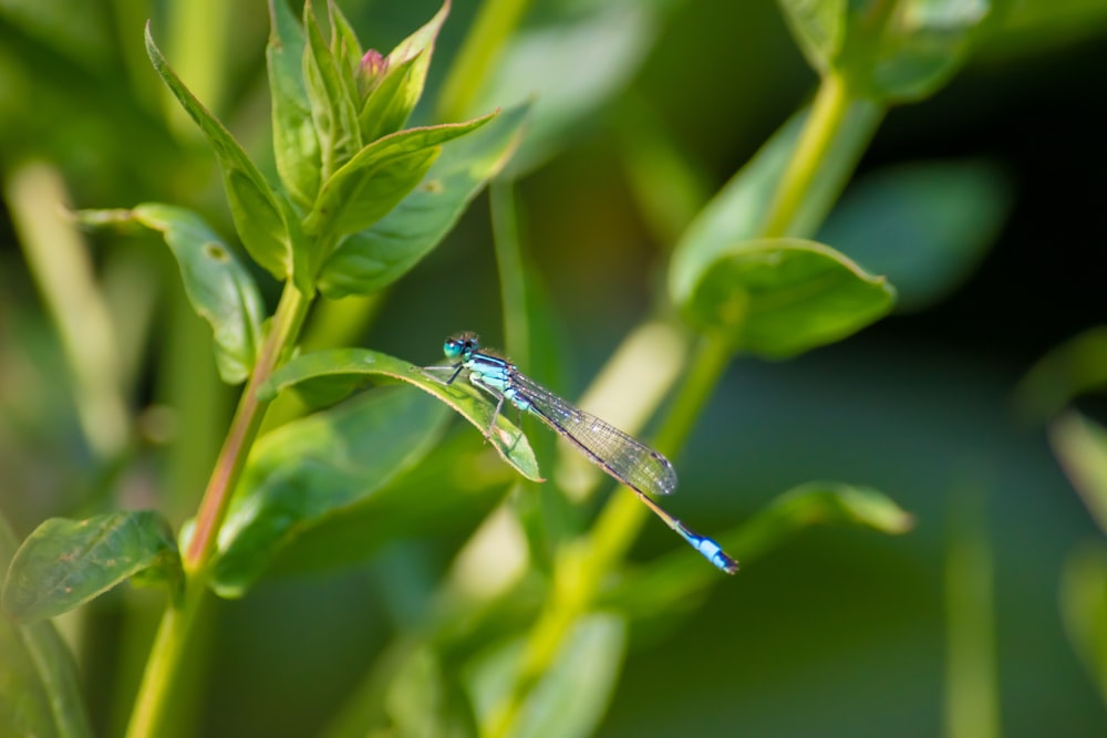 close-up photo of damsel fly