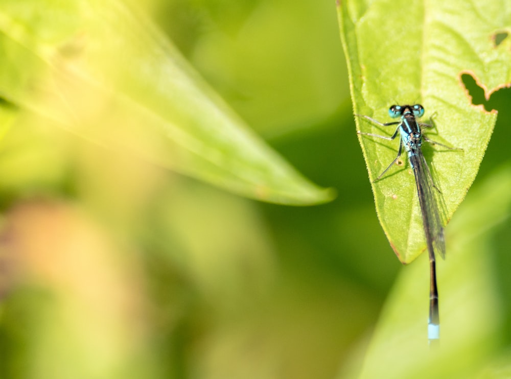 blue and black dragonfly