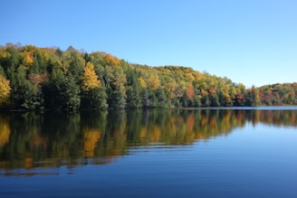 trees on calm body of water under clear blue sky at daytime