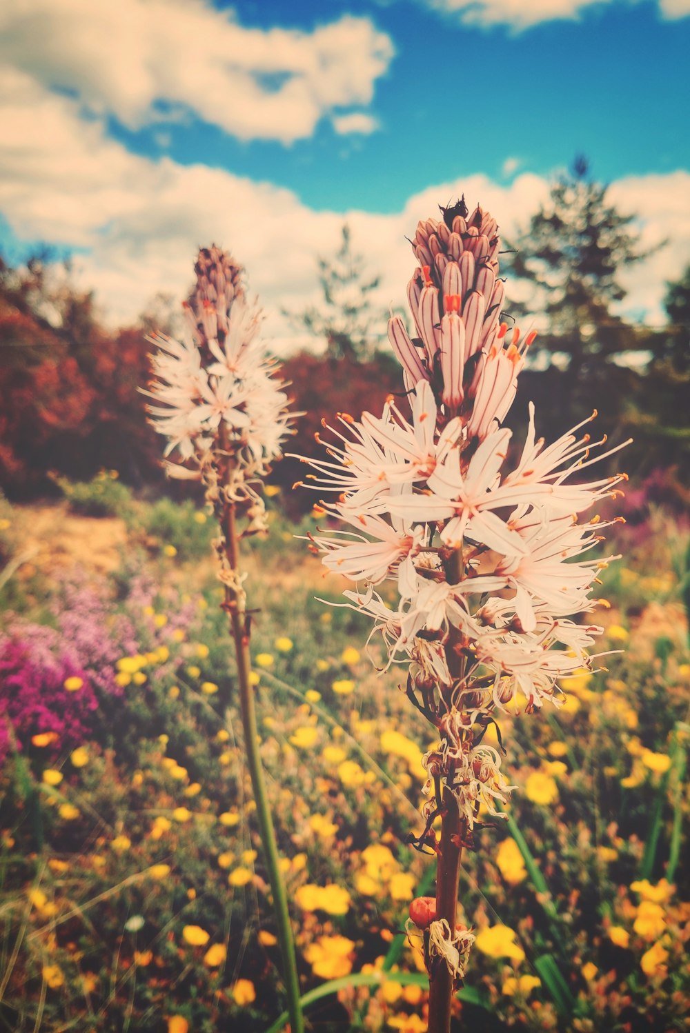 beige petaled fflowers near trees