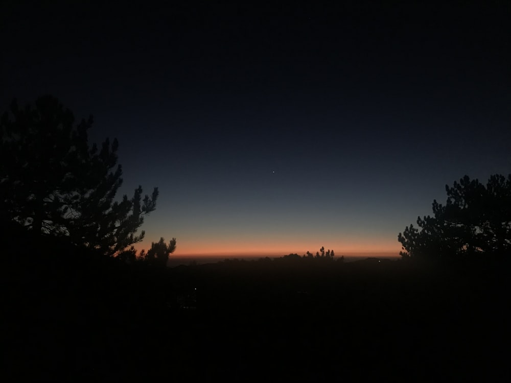 silhouette of trees during golden hour