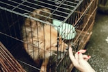 A small dog is inside a metal cage, sniffing a person's finger that is extended through the bars. The person has red-painted nails. The surroundings appear to be outdoors.