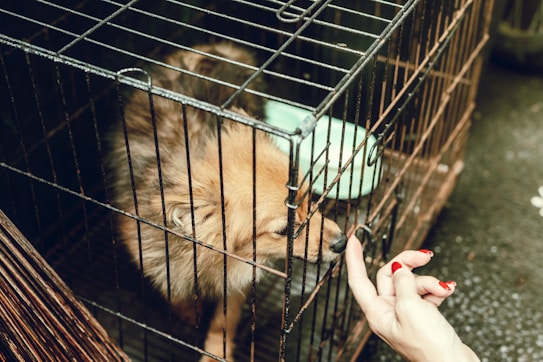 A small dog is inside a metal cage, sniffing a person's finger that is extended through the bars. The person has red-painted nails. The surroundings appear to be outdoors.