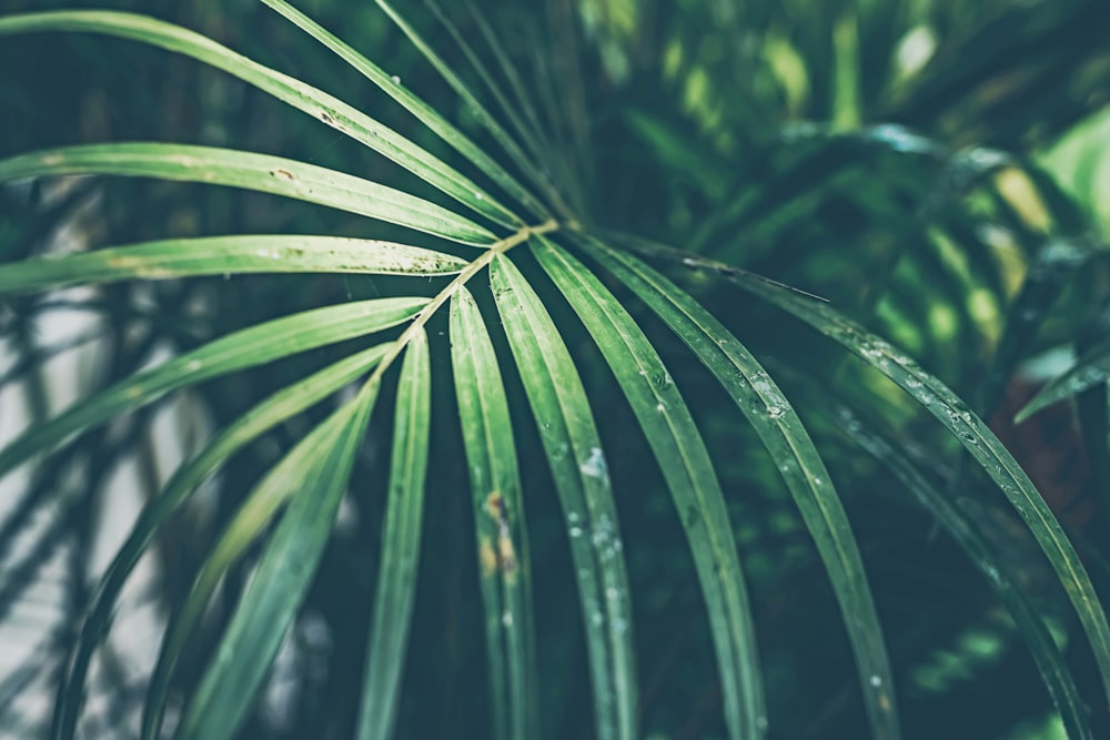 closeup photo of linear plant