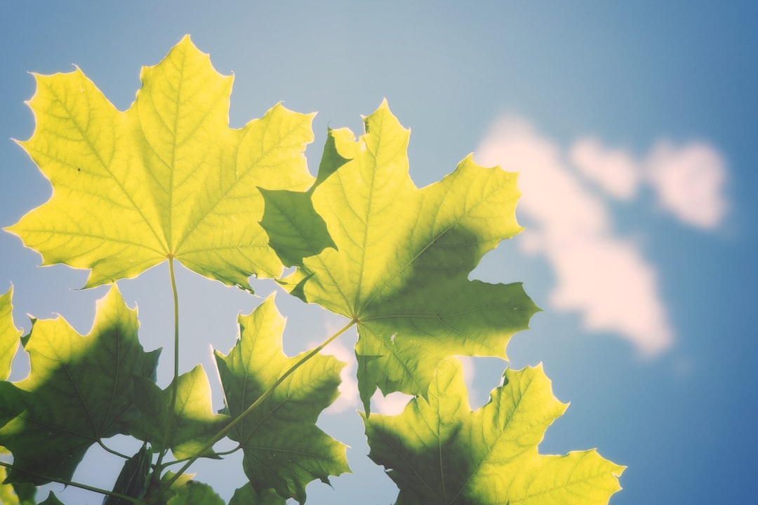green leaf,