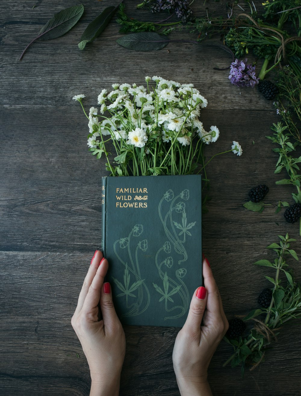 la donna tiene il libro familiare dei fiori e dei selvatici sulle margherite comuni sul pannello marrone