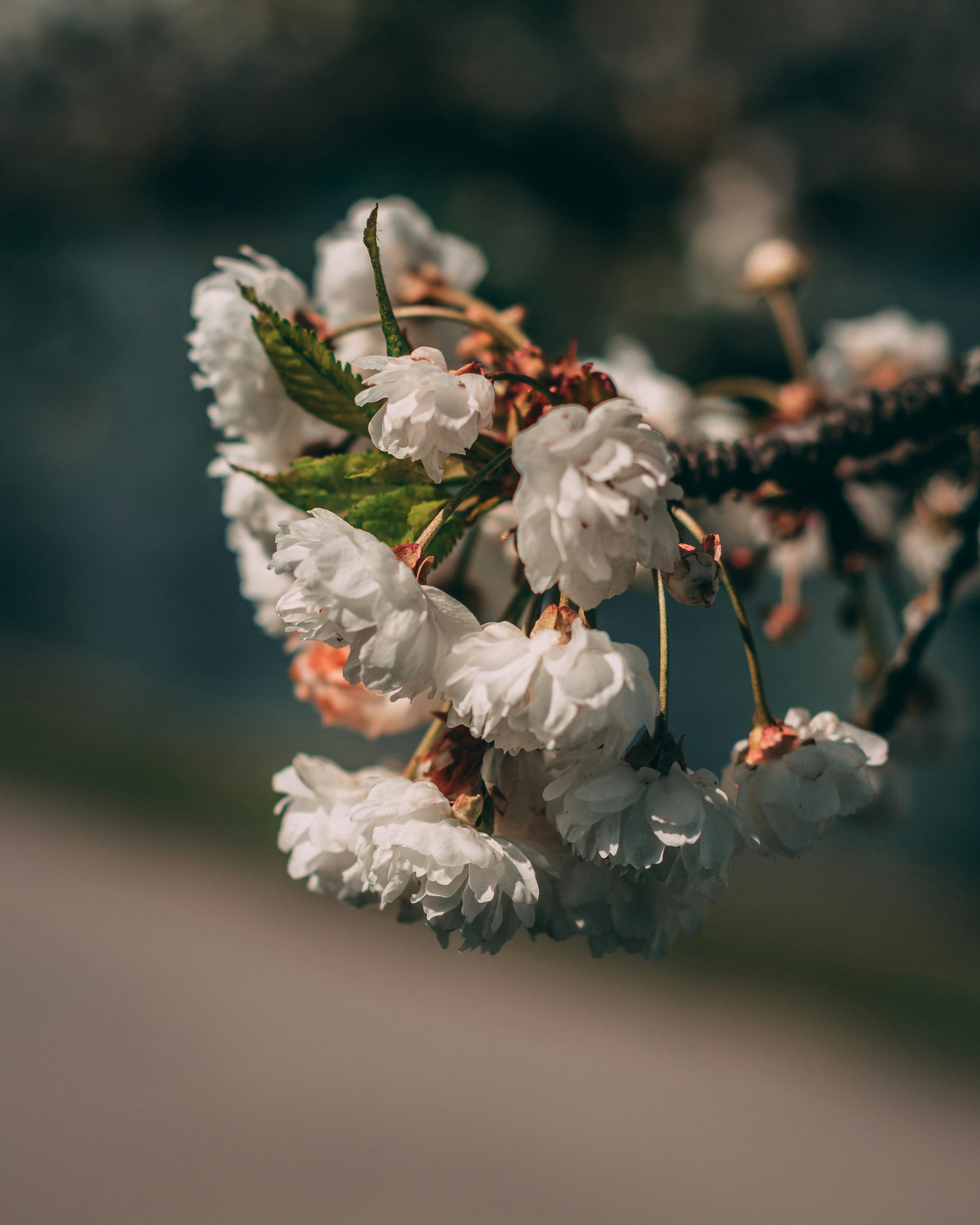 vue rapprochée de fleurs incrustées de blanc