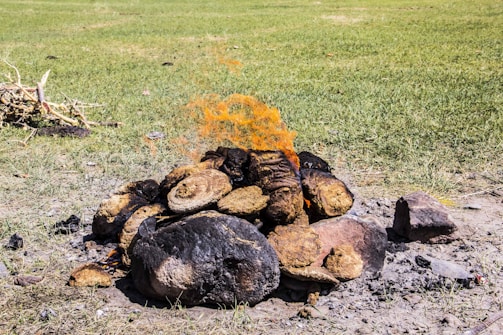 A pile of cow dung pats is set on fire on a patch of bare ground surrounded by grass. Small flames are visible coming from the pile, indicating an active fire. In the background, there are some scattered branches or twigs.