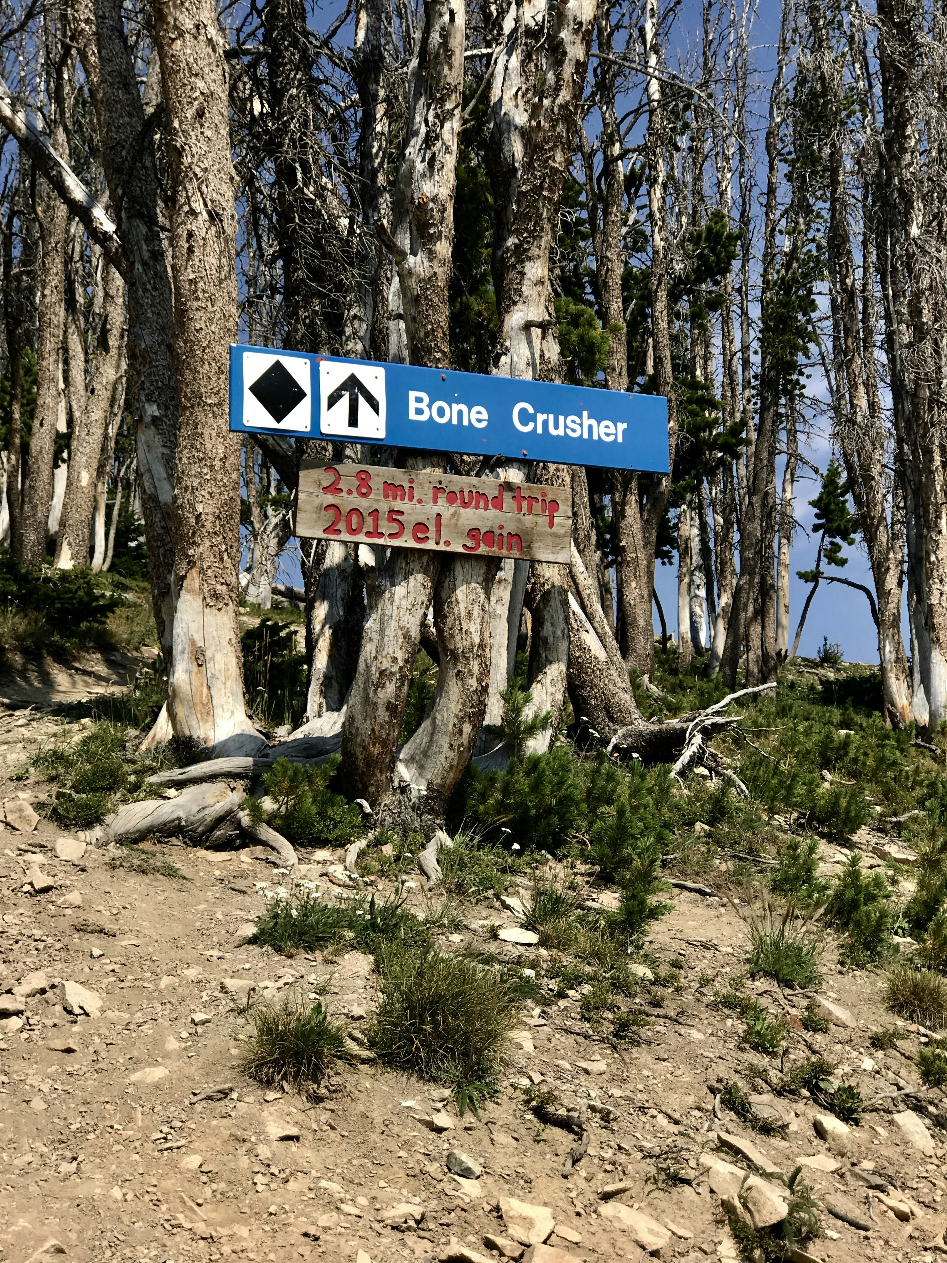 Bone crusher signage mounted on tree photo – Free Road Image on Unsplash