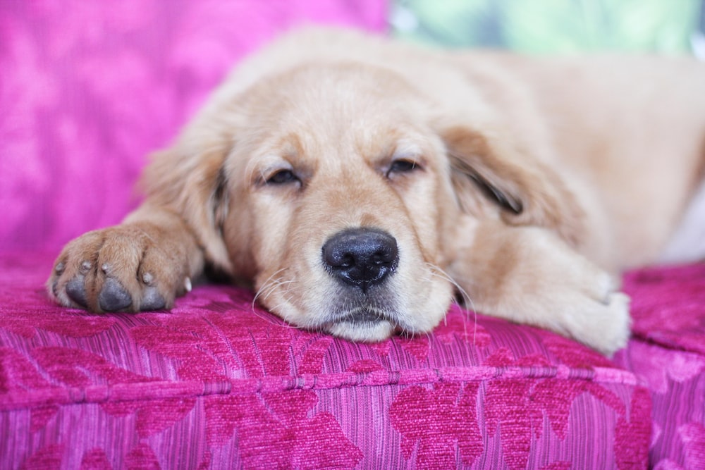 yellow Labrador retriever lying on sofa