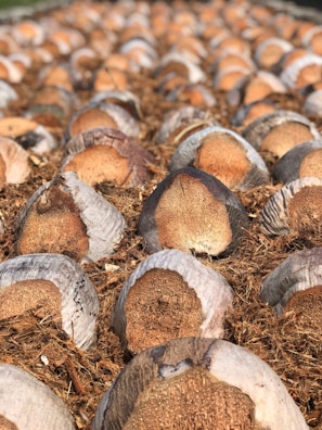 Coconut fiber Coir