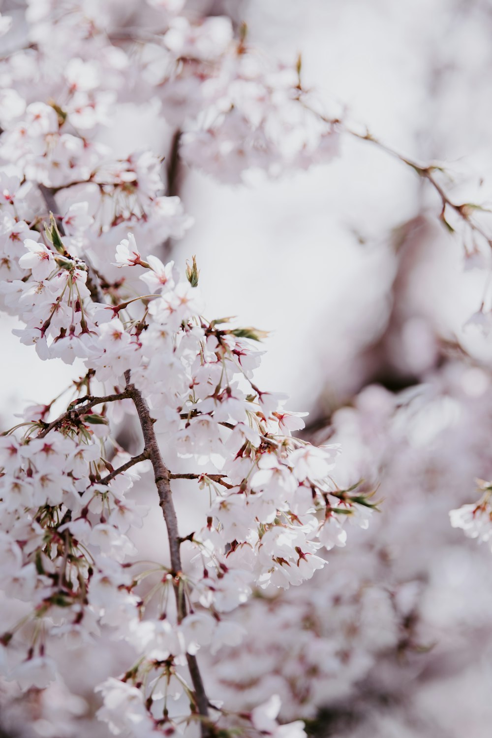 blooming white cherry blossoms