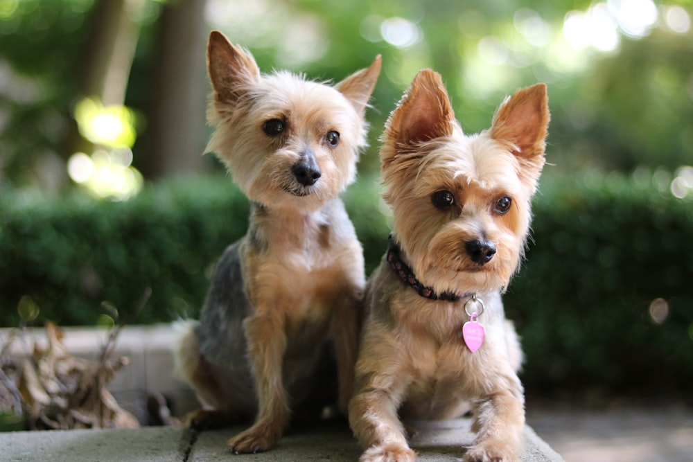 two brown dogs