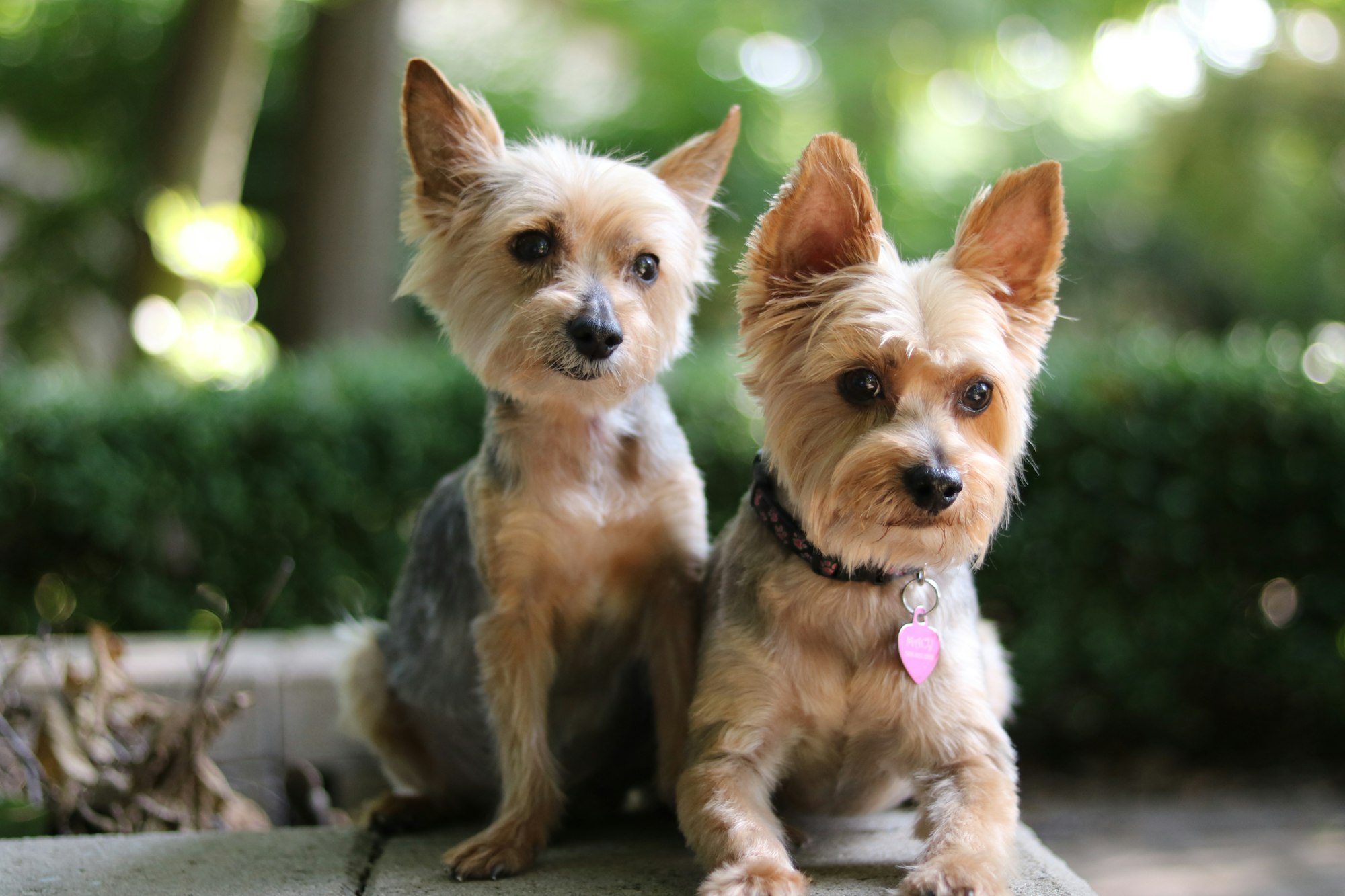 Yorkies and Haircuts