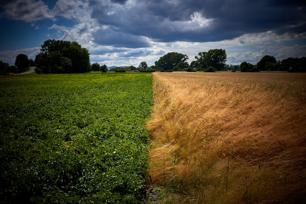 green grass field and brown grass field