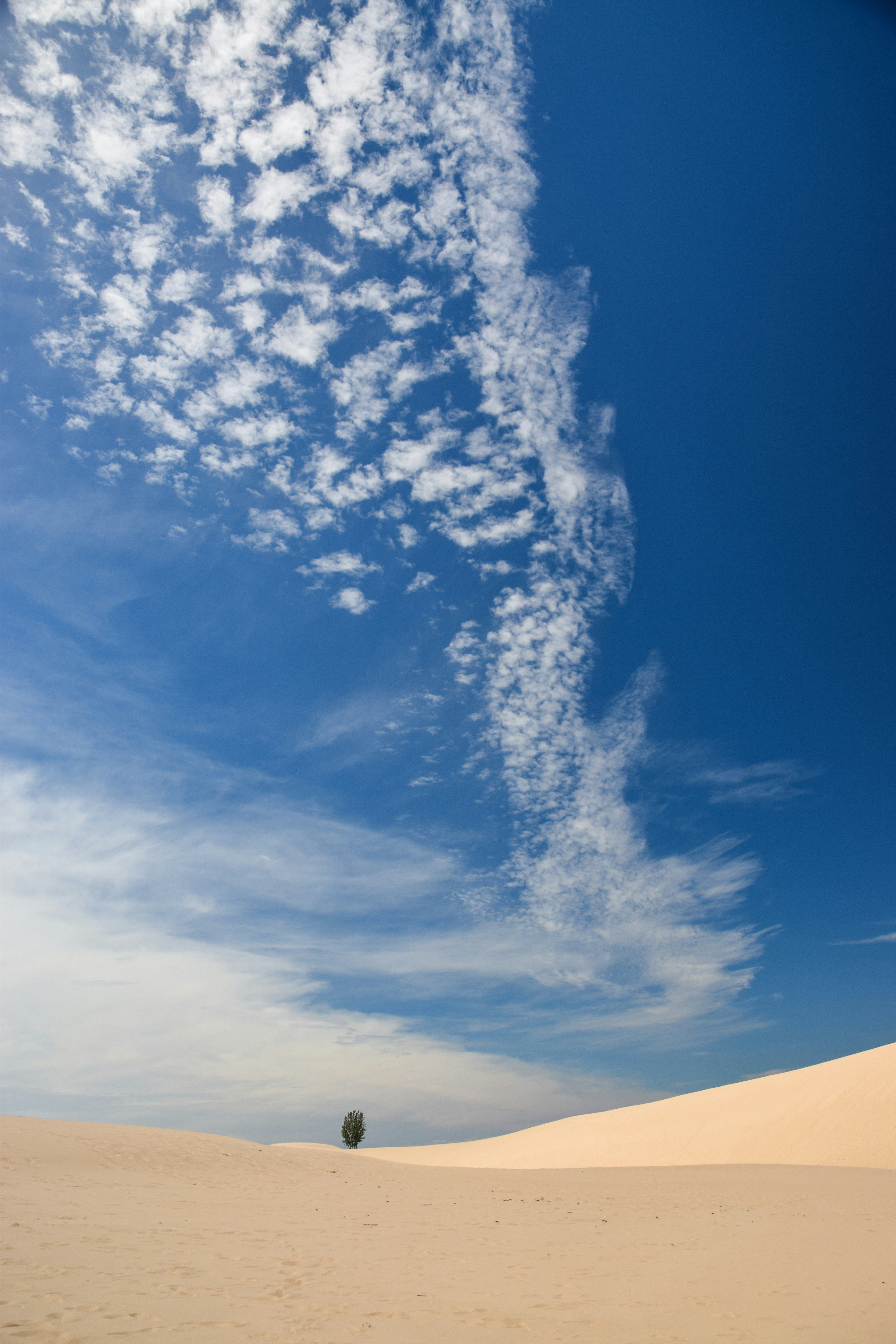 青と白の曇り空の下の砂漠の植物の写真 Unsplashで見つける青いの無料写真