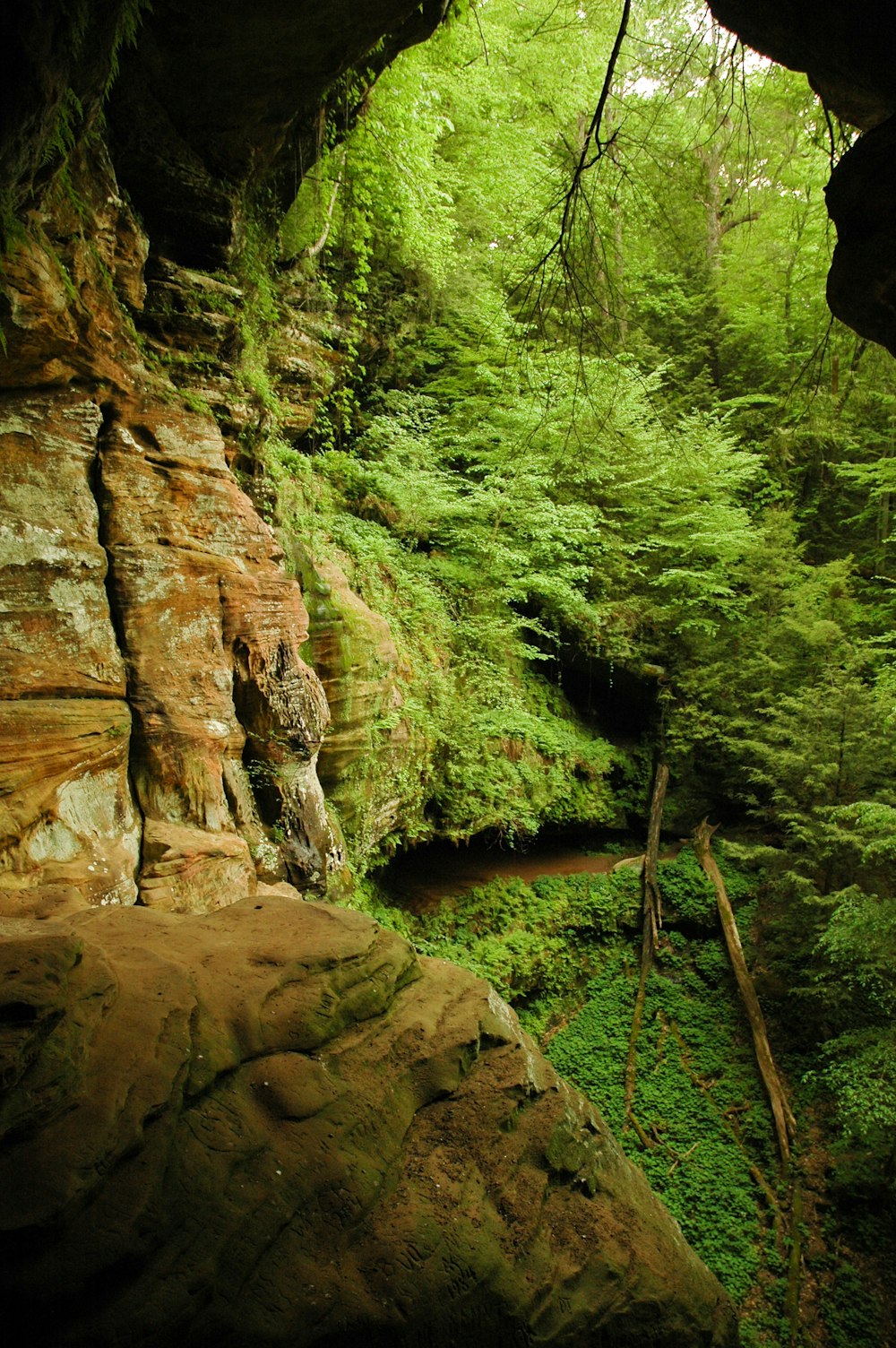 green-leafed plants