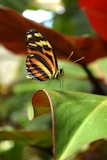 black, yellow, and orange butterfly on green leaf