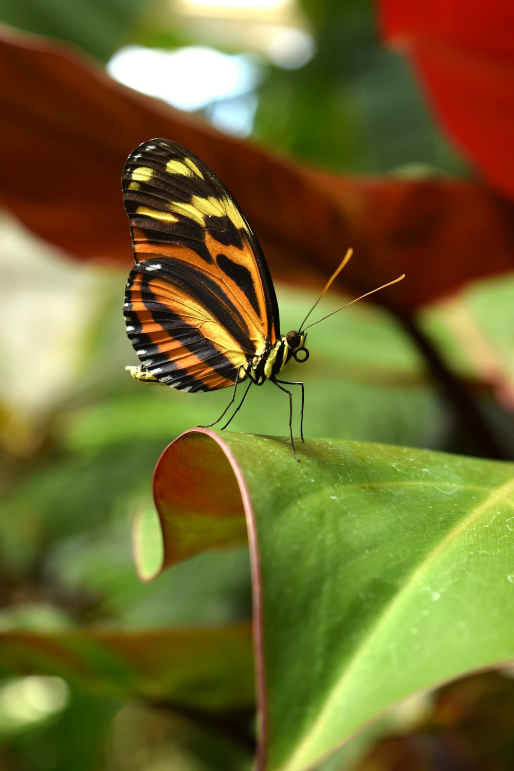 Schwarzer, gelber und orangefarbener Schmetterling auf grünem Blatt