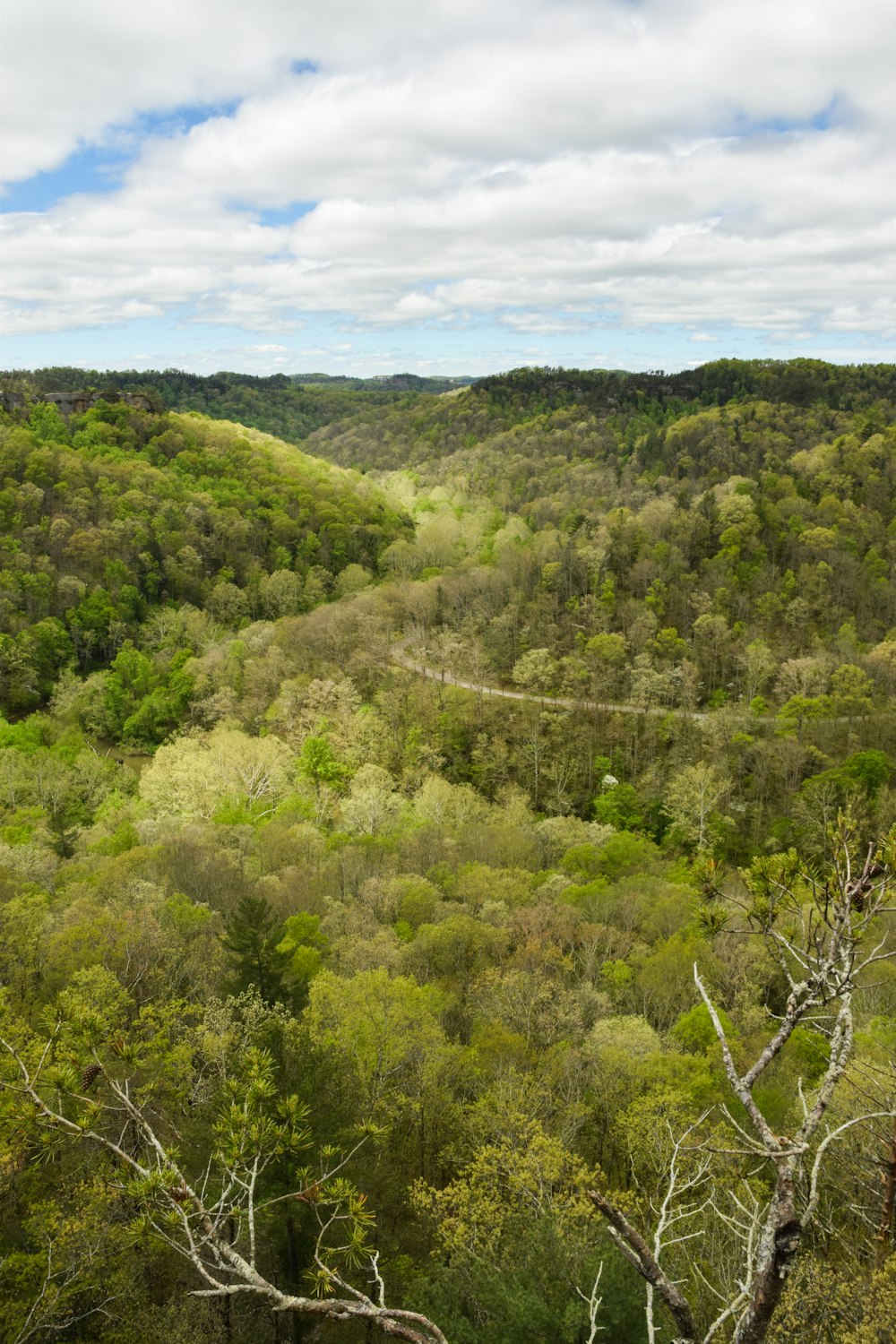 green trees on mountain