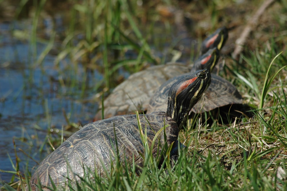 three turtle near body of water close-up photography