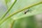 A small insect with long, slender legs and a red-striped body is perched on the underside of a green plant stem. The background is blurred, emphasizing the sharp focus on the insect and the stem.