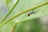 A small insect with long, slender legs and a red-striped body is perched on the underside of a green plant stem. The background is blurred, emphasizing the sharp focus on the insect and the stem.