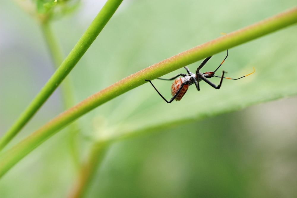 black and brown assassin bug larvae on green plant