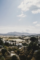 brown and green trees