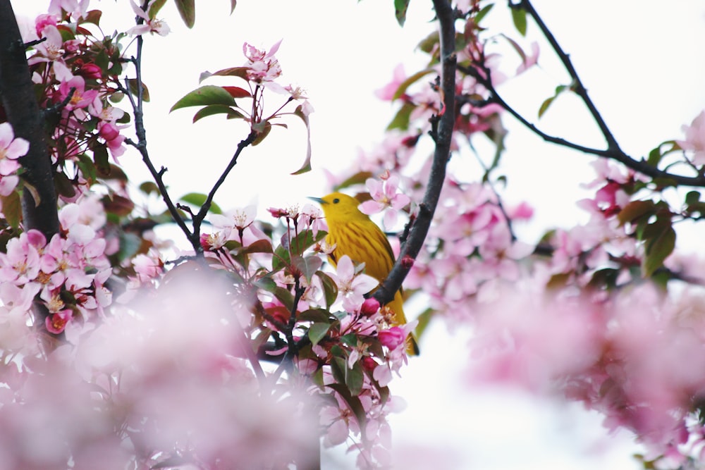 yellow bird on flowering tree