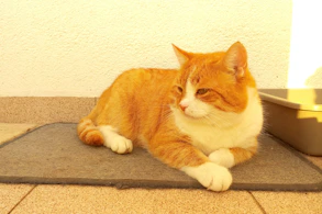 A clean litter box with fresh, clumping cat litter and a happy cat nearby.