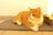 An orange and white cat is lying on a gray mat, resting comfortably under a warm, natural light. The surrounding area is tiled, with a beige litter box partially visible in the background.