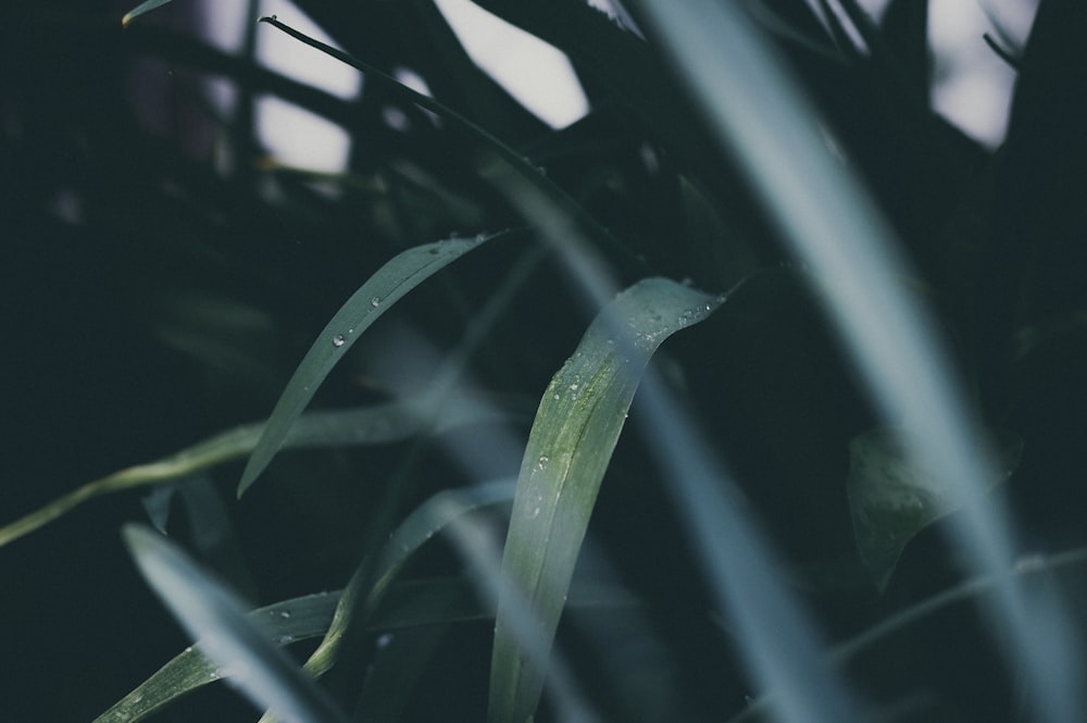 green-leafed plant