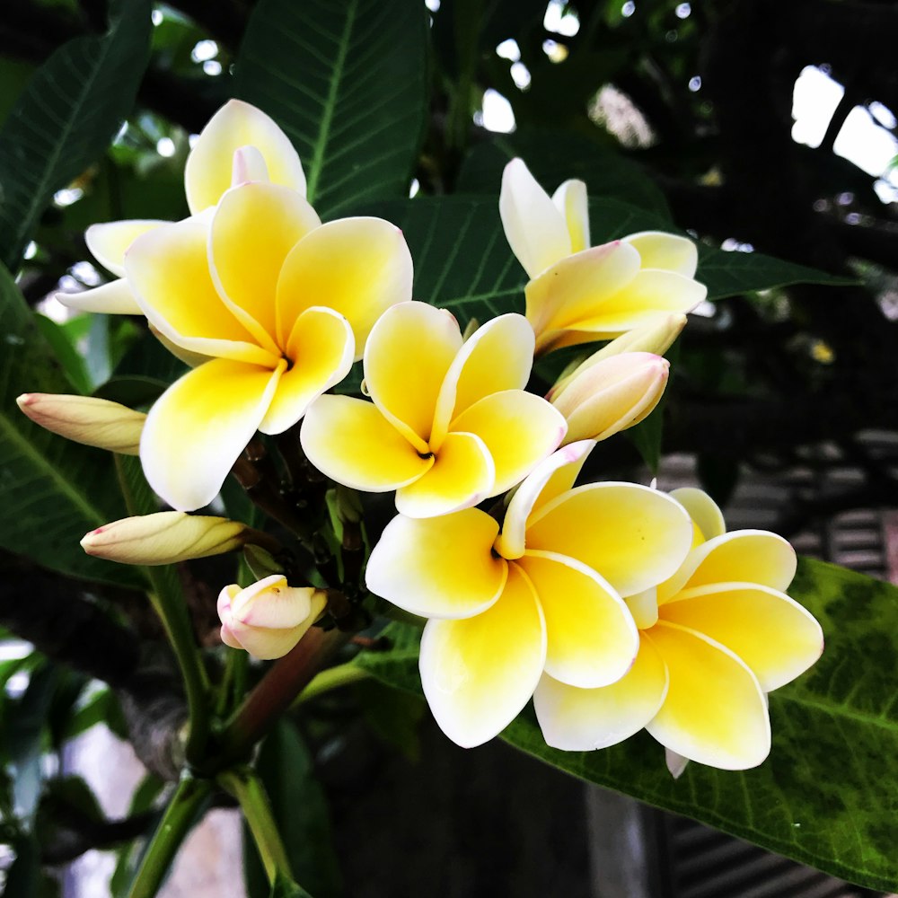 yellow-petaled flowers