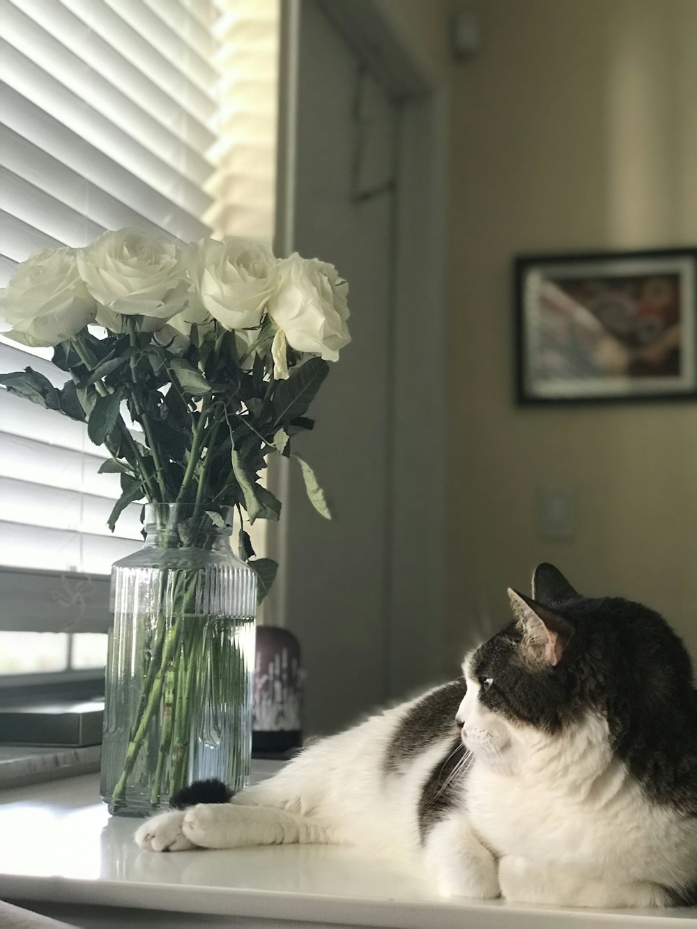 black and white cat lying beside white rose flowers