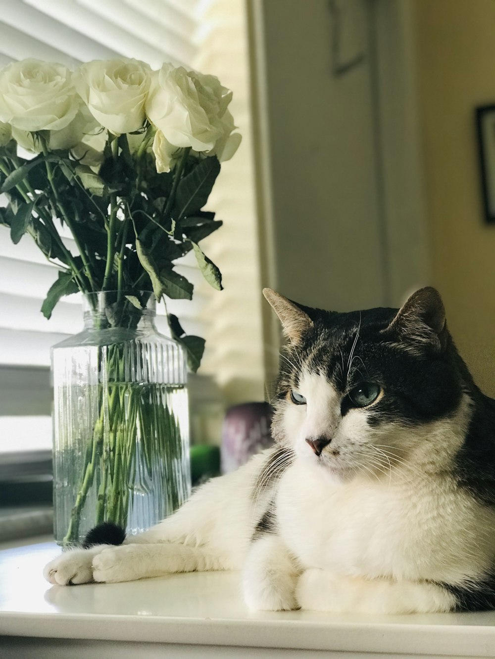 gato atigrado negro y blanco acostado sobre una superficie blanca junto a un jarrón de vidrio y una ventana con persianas venecianas