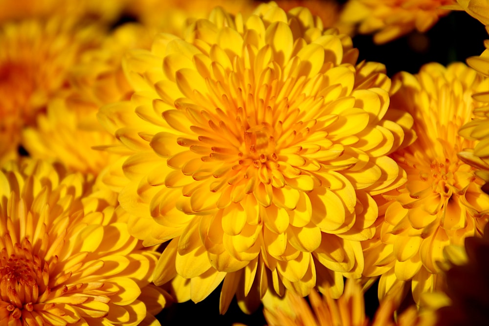 yellow petaled flower